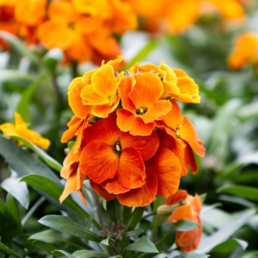 Erysimum Leya Orange Glow | Steenraket met oranje bloei | 30 cm hoog | In 12 cm pot