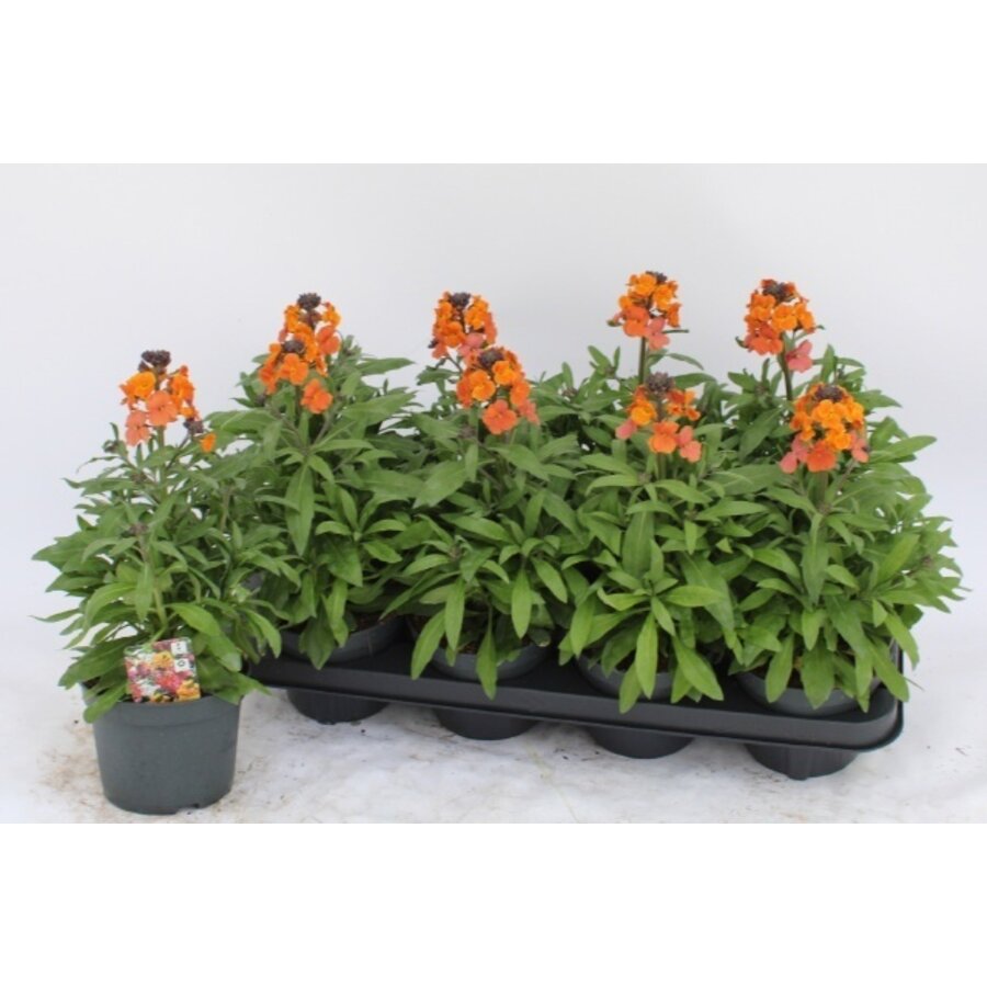 Erysimum Leya Orange Glow | Steenraket met oranje bloei | 30 cm hoog | In 12 cm pot
