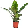 Philodendron Imperial Green | 14 cm pot | 50 cm hoog