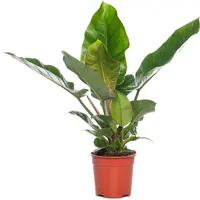 Philodendron Imperial Green | tropische terrarium en kamerplant | 14 cm pot | 50 cm hoog