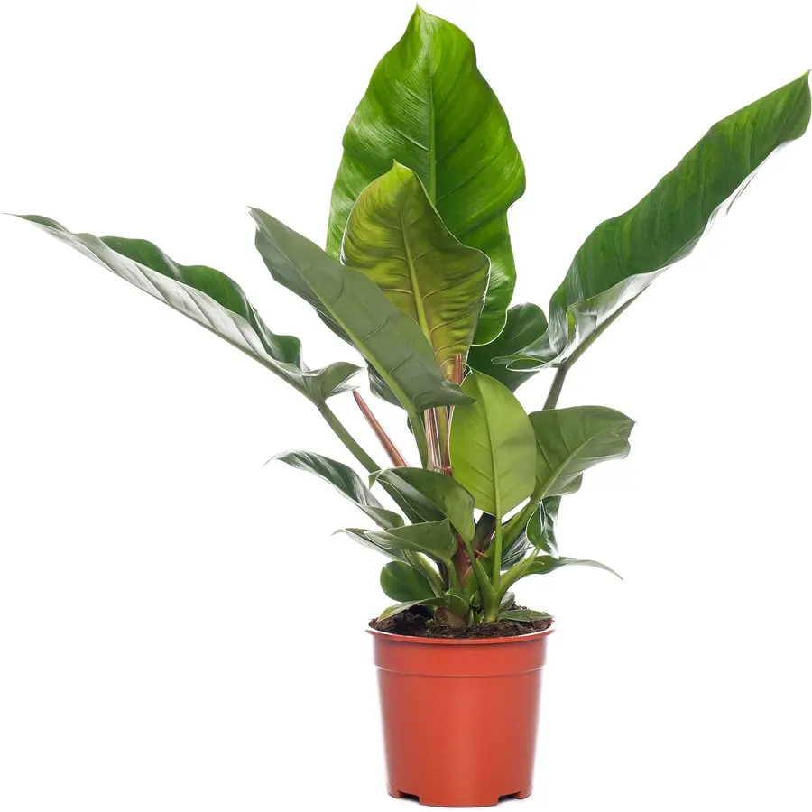 Philodendron Imperial Green | tropische terrarium en kamerplant | 14 cm pot | 50 cm hoog