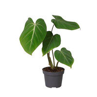 Philodendron gloriosum terrariumplant en kamerplant | 12 cm pot | 30 cm hoog