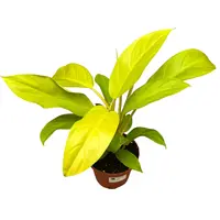 Philodendron Malay Gold | 12 cm pot | 40 cm hoog | frisse geelgroene terrariumplant en kamerplant