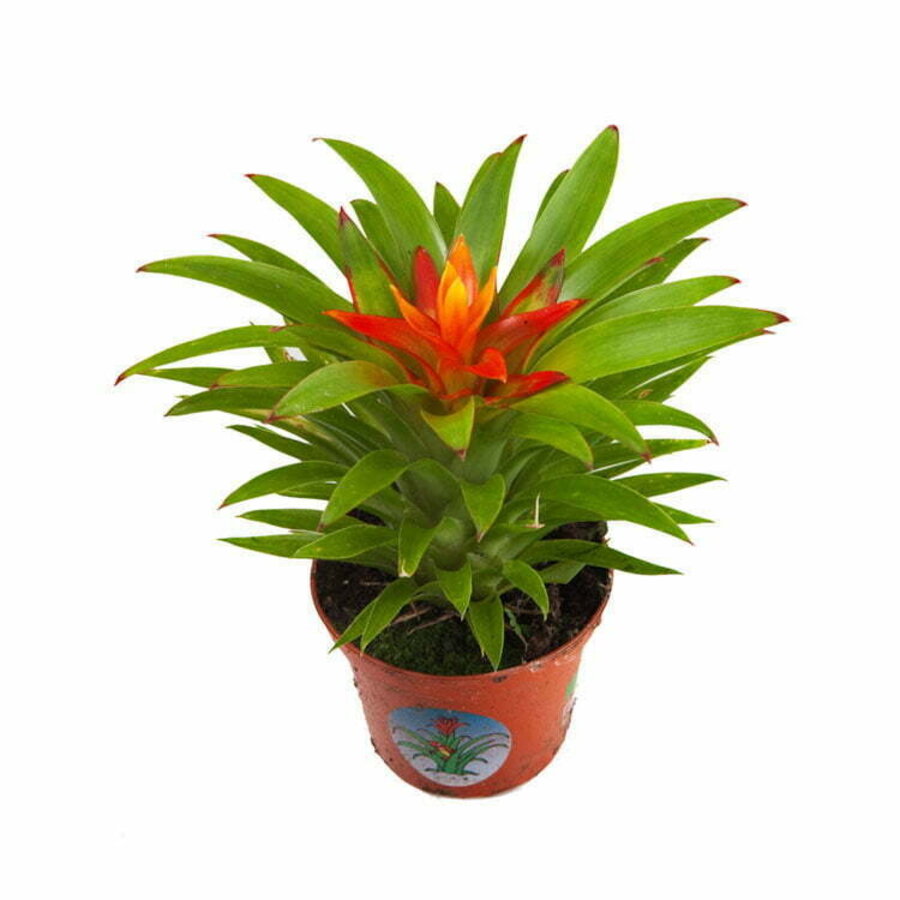 Guzmania Theresa bromelia | 9 cm pot | 15 cm hoog | compacte terrariumplant en kamerplant