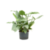 Philodendron Silver Queen | 14 cm pot | 50 cm hoog