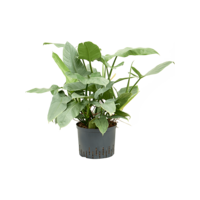 Philodendron Silver Queen in 14 cm pot, 50 cm hoog | zilvergroene klimplant voor terrarium en woonkamer