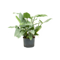 Philodendron Silver Queen in 14 cm pot, 50 cm hoog | zilvergroene klimplant voor terrarium en woonkamer