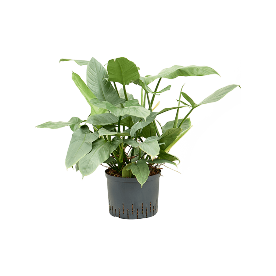 Philodendron Silver Queen in 14 cm pot, 50 cm hoog | zilvergroene klimplant voor terrarium en woonkamer