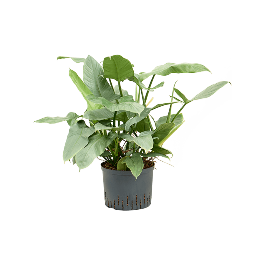 Philodendron Silver Queen in 14 cm pot, 50 cm hoog | zilvergroene klimplant voor terrarium en woonkamer