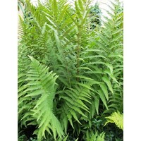 Mannetjesvaren (Dryopteris filix-mas) | 45 cm hoog | In 14 cm pot | Sterke varen voor schaduwrijke tuinen