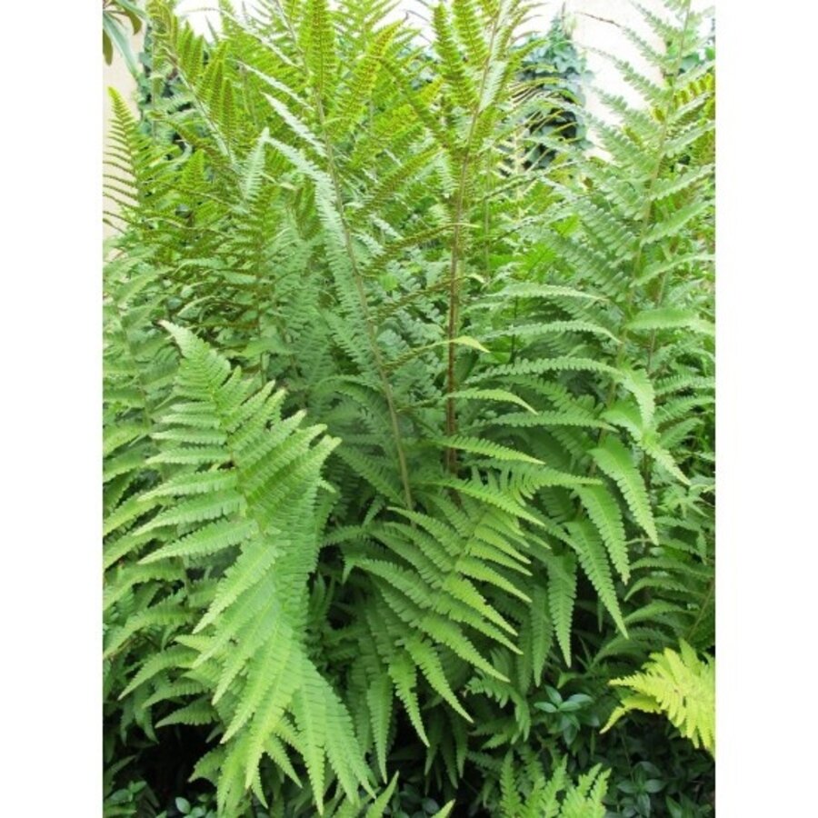 Mannetjesvaren (Dryopteris filix-mas) | 45 cm hoog | In 14 cm pot | Sterke varen voor schaduwrijke tuinen