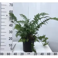 Mannetjesvaren (Dryopteris filix-mas) | 45 cm hoog | In 14 cm pot | Sterke varen voor schaduwrijke tuinen