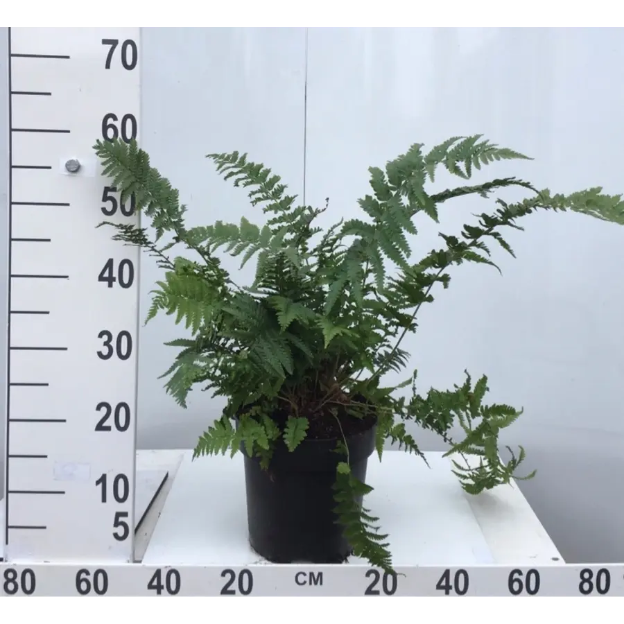 Mannetjesvaren (Dryopteris filix-mas) | 45 cm hoog | In 14 cm pot | Sterke varen voor schaduwrijke tuinen