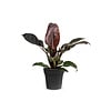 Philodendron Imperial Red | 14 cm pot | 50 cm hoog