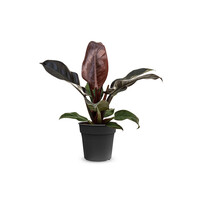 Philodendron Imperial Red tropische terrarium en kamerplant | 14 cm pot | 50 cm hoog
