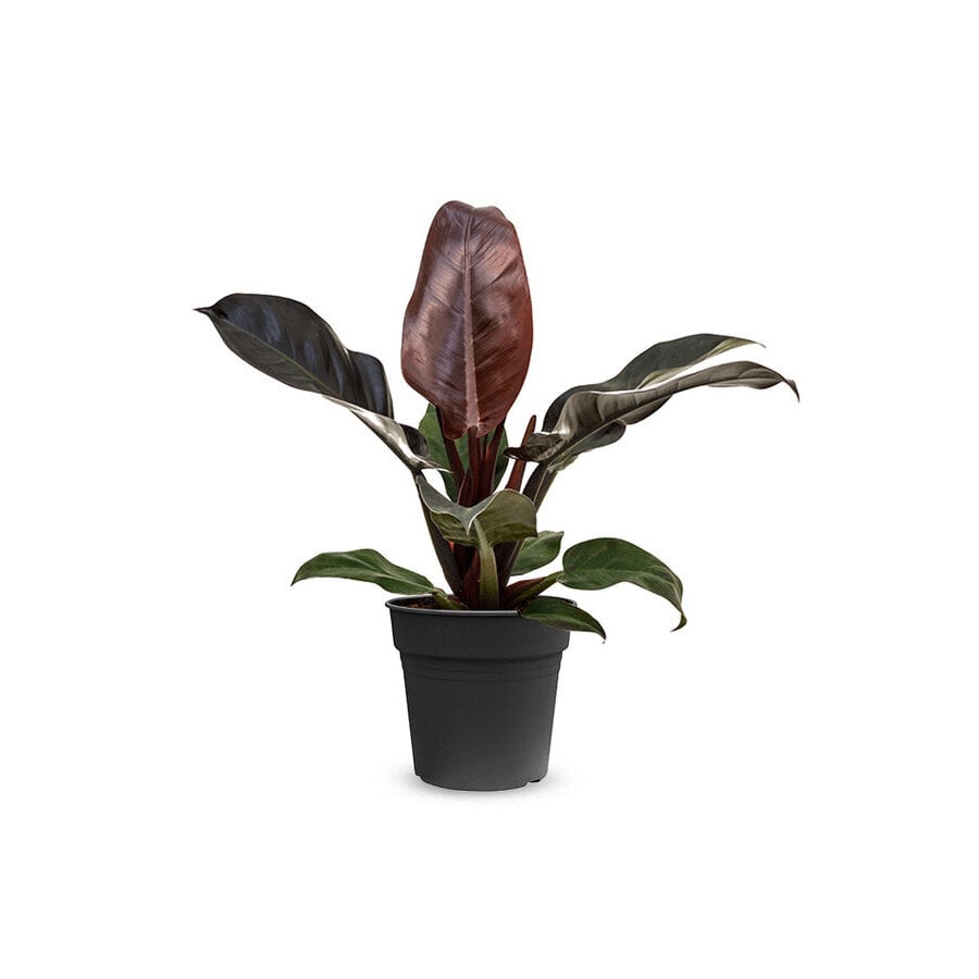 Philodendron Imperial Red tropische terrarium en kamerplant | 14 cm pot | 50 cm hoog