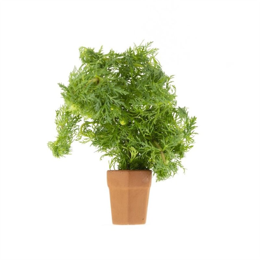Limnophila Sessiliflora | Dwerg Ambulia | in Terracotta Pot