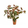 Ludwigia Repens Diamond Red | In Terracotta Pot