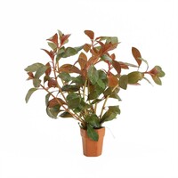 Ludwigia Repens Diamond Red | In Terracotta Pot