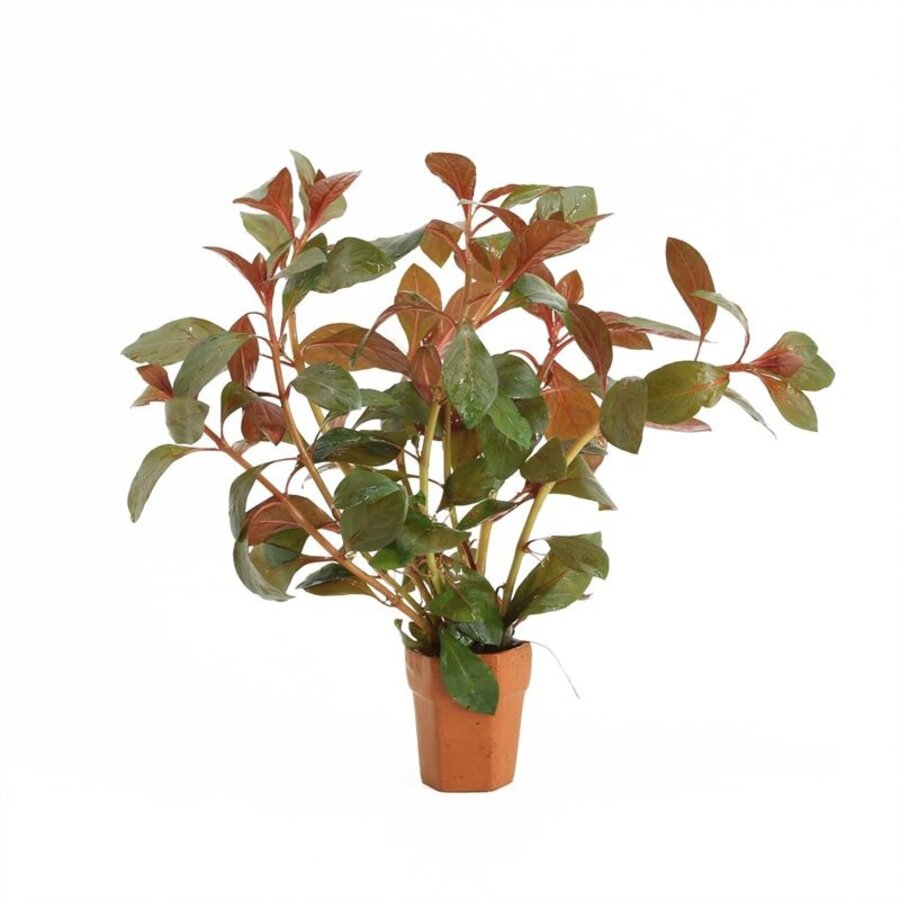 Ludwigia Repens Diamond Red | In Terracotta Pot