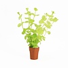 Lysimachia Aurea | Penningkruid | in Terracotta Pot