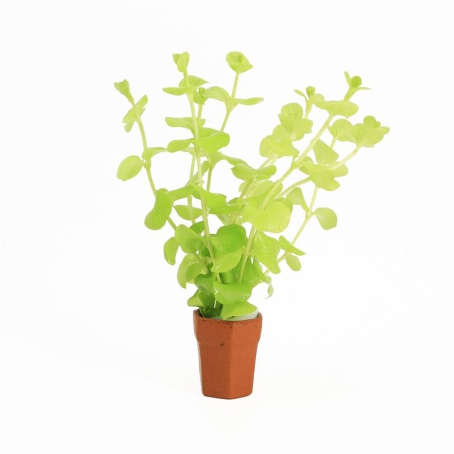 Lysimachia Aurea | Penningkruid | in Terracotta Pot