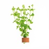 Lysimachia nummularia | Penningkruid | in Terracotta Pot