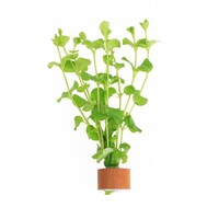 Lysimachia nummularia | Penningkruid | in Terracotta Pot