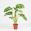 Monstera Adansonii | 7 cm pot | 25 cm hoog