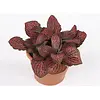 Fittonia Mosaic Pink Diamond | 8 cm pot | 10 cm hoog