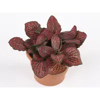 Fittonia Mosaic Pink Diamond | mozaïekplant | 8 cm pot | 10 cm hoog | terrariumplant en kamerplant
