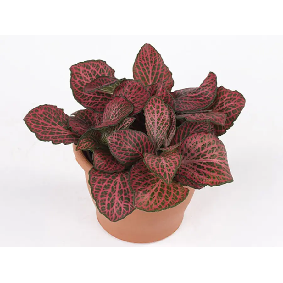 Fittonia Mosaic Pink Diamond | mozaïekplant | 8 cm pot | 10 cm hoog | terrariumplant en kamerplant