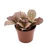Fittonia Pink Anne | 8 cm pot | ca. 10 cm hoog