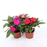 Impatiens walleriana Vlijtig Liesje gemengde kleuren | 10 cm pot | ca. 10 tot 15 cm hoog | Kleurrijke eenjarige tuinplant | Verkoop per stuk