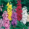 Violier gemengde kleuren | 10 cm pot | ca. 15 tot 25 cm hoog | verkoop per stuk