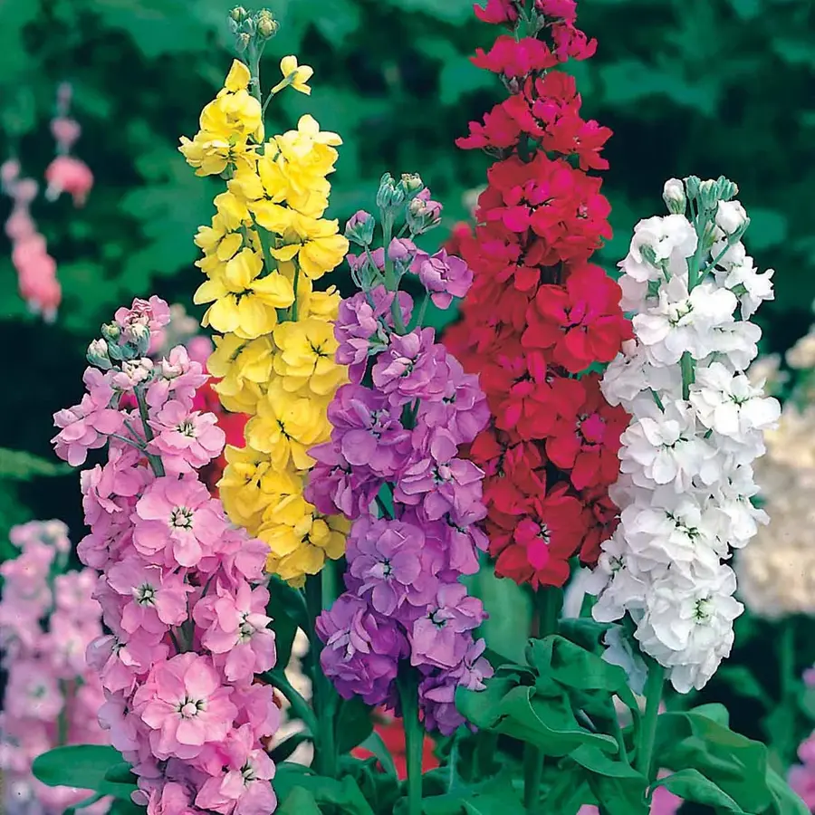 Violier plant gemengde kleuren | Matthiola incana | In 10 cm pot | Ca. 15 tot 25 cm hoog | Verkoop per stuk