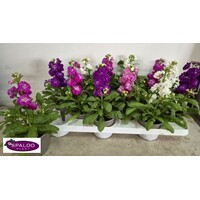 Violier plant gemengde kleuren | Matthiola incana | In 10 cm pot | Ca. 15 tot 25 cm hoog | Verkoop per stuk