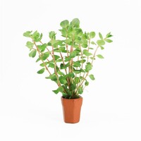 Rotala Rotundifolia | Ronde Rotala | in Terracotta Pot