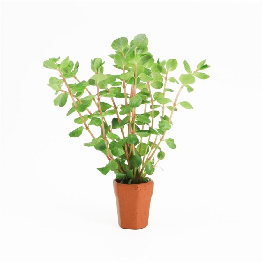 Rotala Rotundifolia | Ronde Rotala | in Terracotta Pot