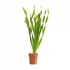 Vallisneria Asiatica | Schroefvallisneria | In Terracotta Pot