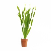 Vallisneria Asiatica | Schroefvallisneria | In Terracotta Pot