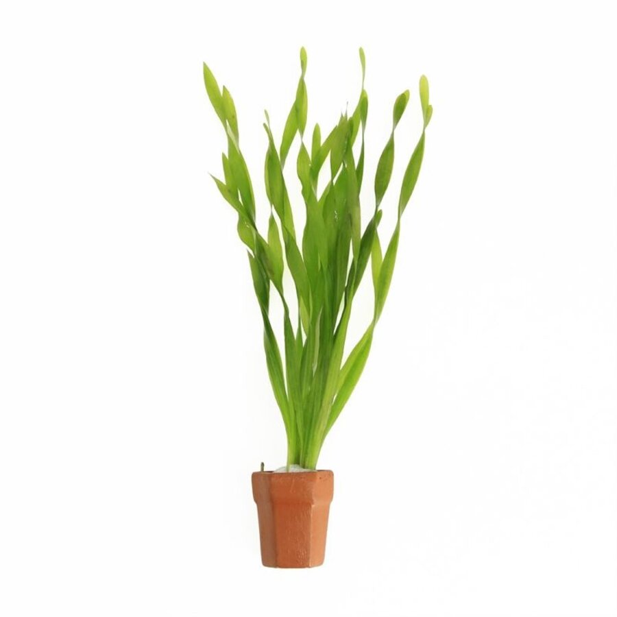 Vallisneria Asiatica | Schroefvallisneria | In Terracotta Pot