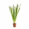 Vallisneria giganthea rubra | In Terracotta Pot