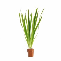 Vallisneria giganthea rubra | In Terracotta Pot