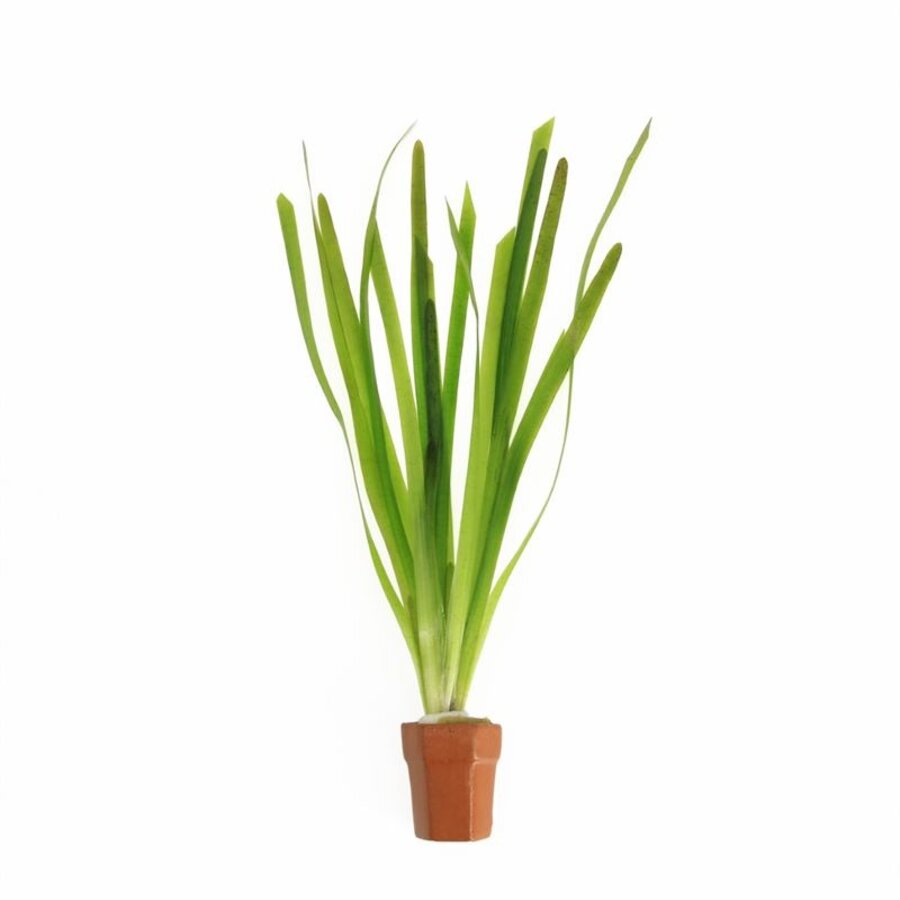 Vallisneria giganthea rubra | In Terracotta Pot