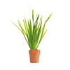 Vallisneria Spiralis | Rechte Vallisneria | In Terracotta Pot