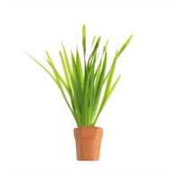 Vallisneria Spiralis | Rechte Vallisneria | In Terracotta Pot