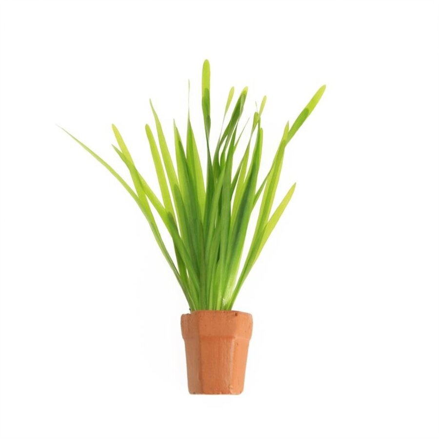 Vallisneria Spiralis | Rechte Vallisneria | In Terracotta Pot