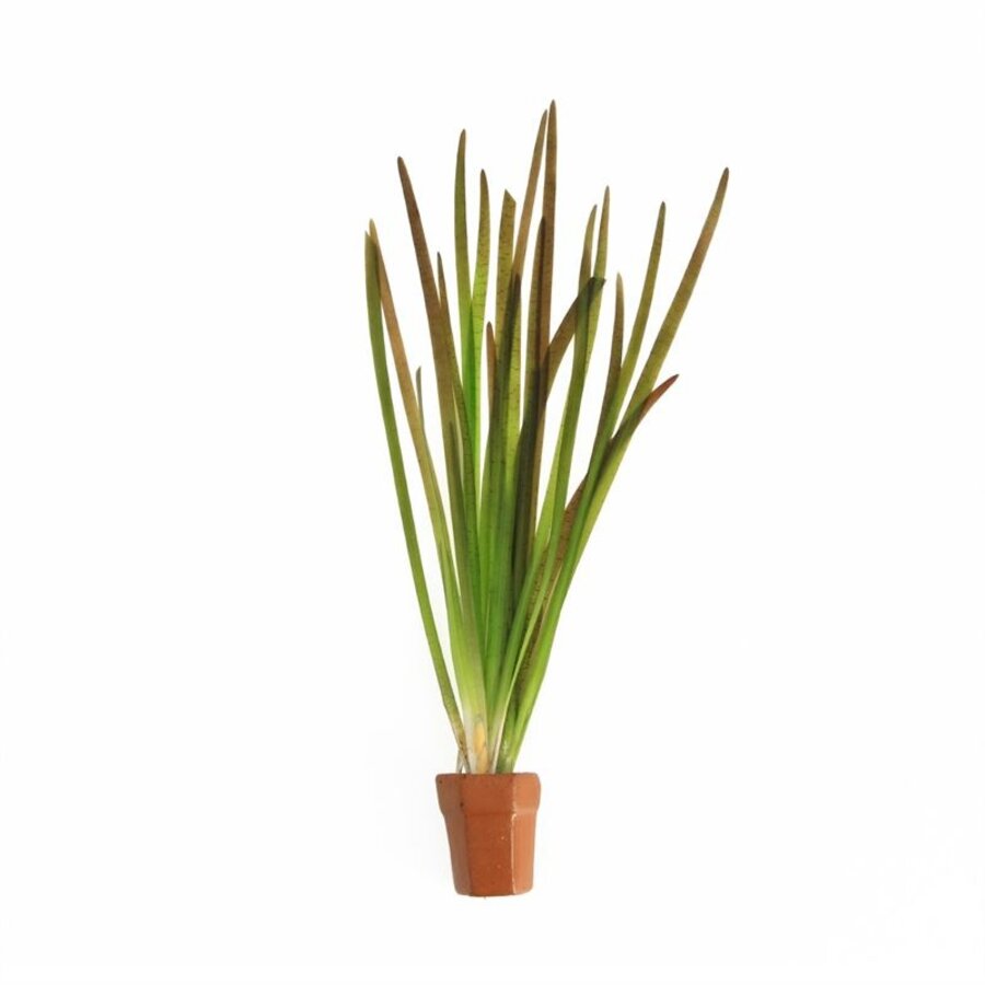 Vallisneria Spiralis Rood | In Terracotta Pot