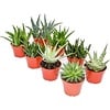 Sansevieria trifasciata mix | 5 cm pot | 10 cm hoog | per stuk
